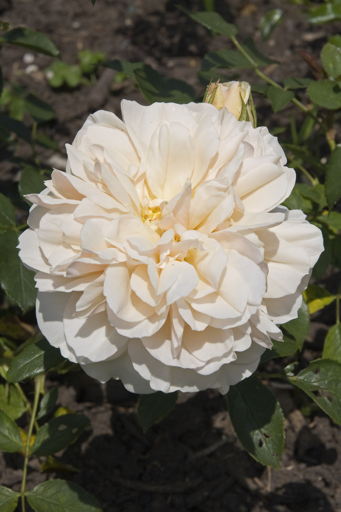 rose [Lichfield Angel]