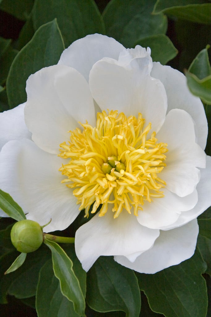peony 'Jan van Leeuwen'