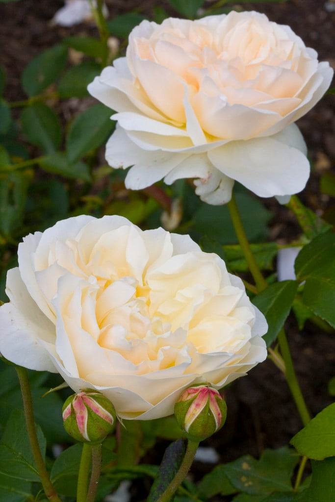 Rosa Lichfield Angel ('Ausrelate'PBR) (S)