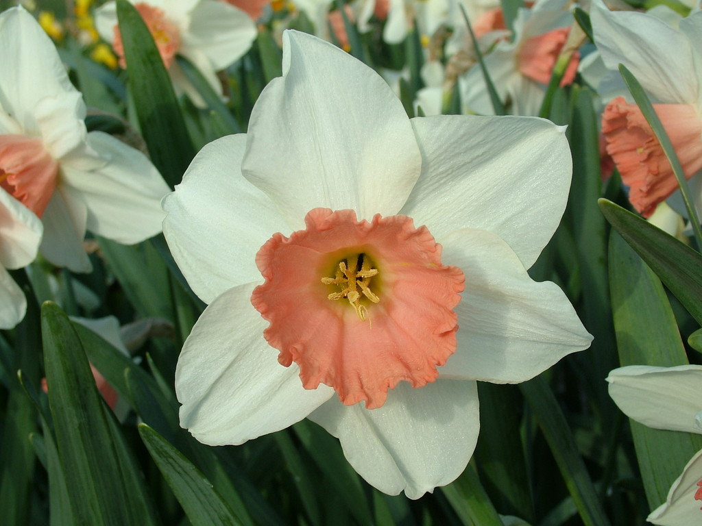 daffodil 'Camilla Duchess of Cornwall'