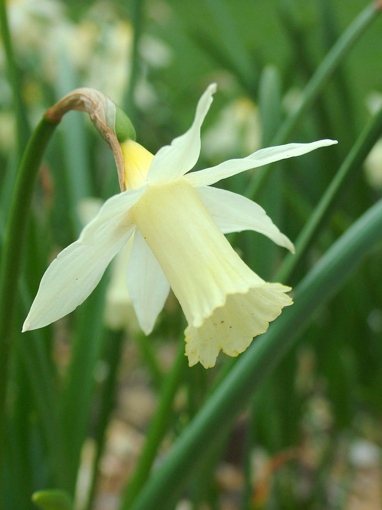 Narcissus &Elka& (1) daffodil &Elka& Bulbs/RHS Gardening