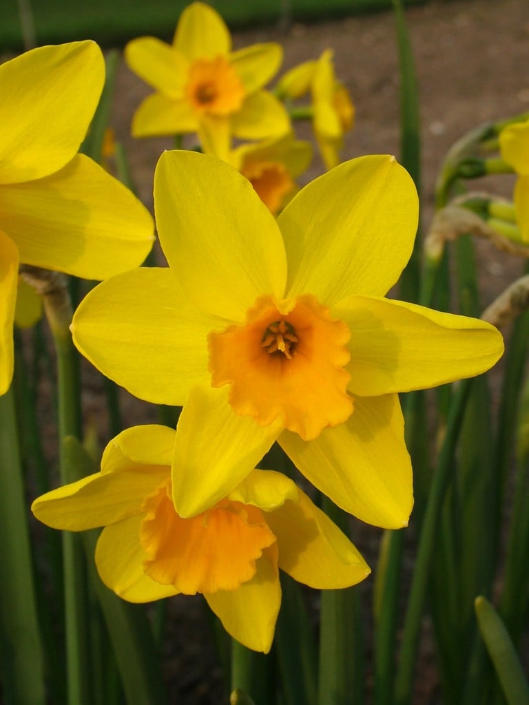 daffodil 'Garden Opera'
