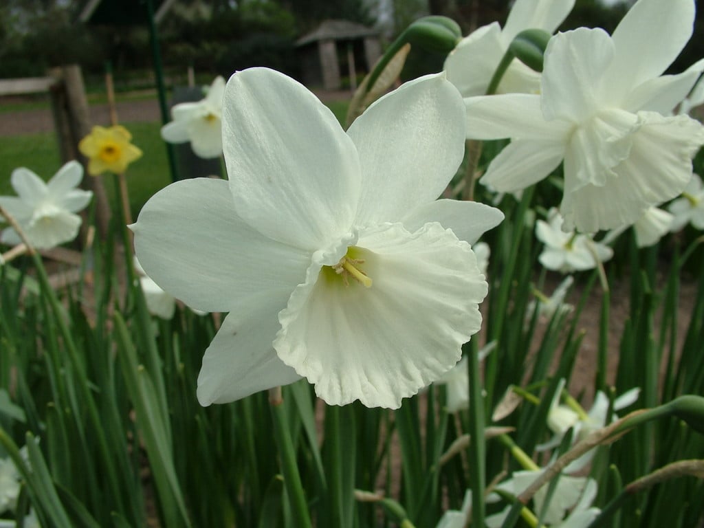 Narcissus &Niveth& (5) daffodil &Niveth& Bulbs/RHS Gardening