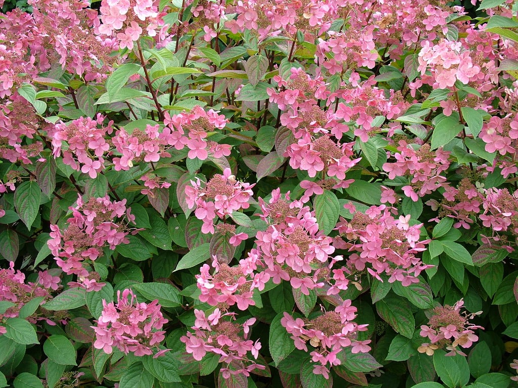 Hydrangea [Early Sensation] = 'Bulk' (PBR) hydrangea [Early Sensation