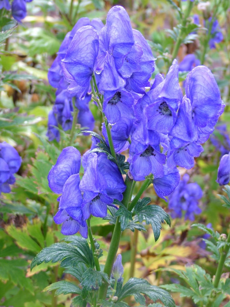 monk's hood 'Arendsii'