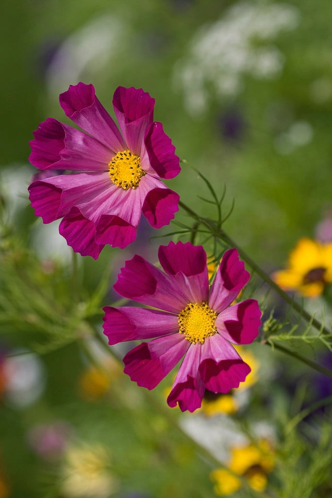 cosmea [Sea Shells Mixed]