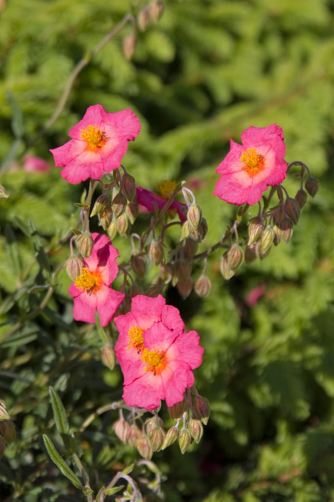 rock rose 'Georgeham'