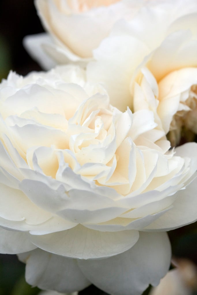 rose [Macmillan Nurse]