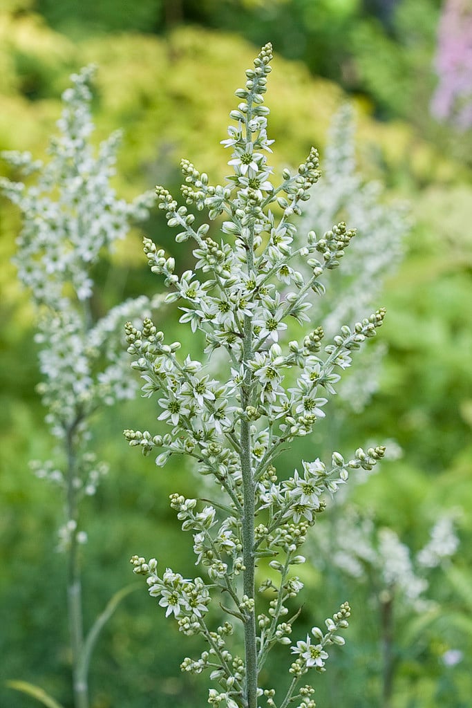 white false hellebore