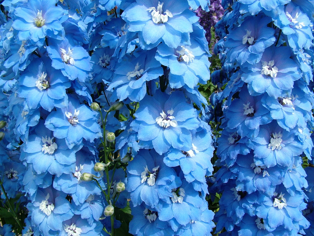 larkspur 'Langdon's Blue Lagoon'