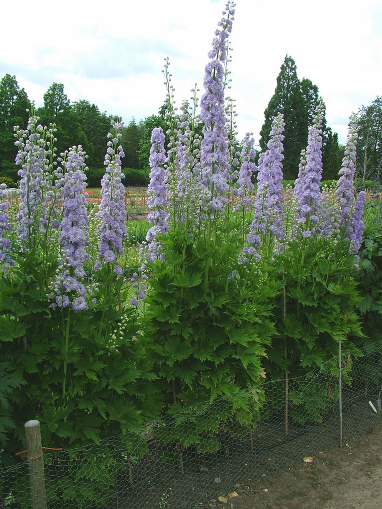larkspur 'Susan Edmunds'