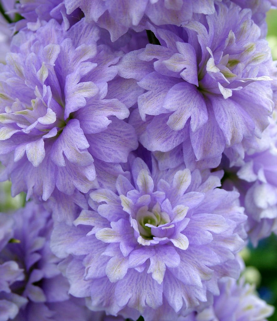 larkspur 'Susan Edmunds'