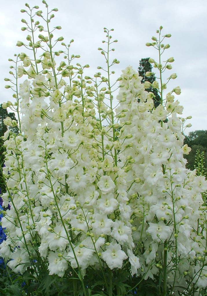 delphinium 'Jill Curley'