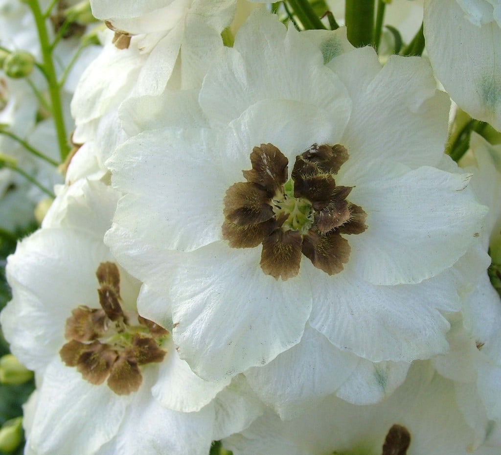 delphinium 'Celebration'