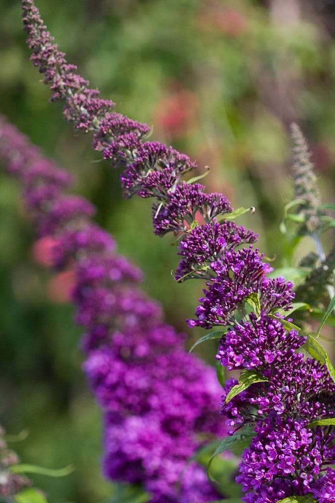 butterfly bush [Peacock]