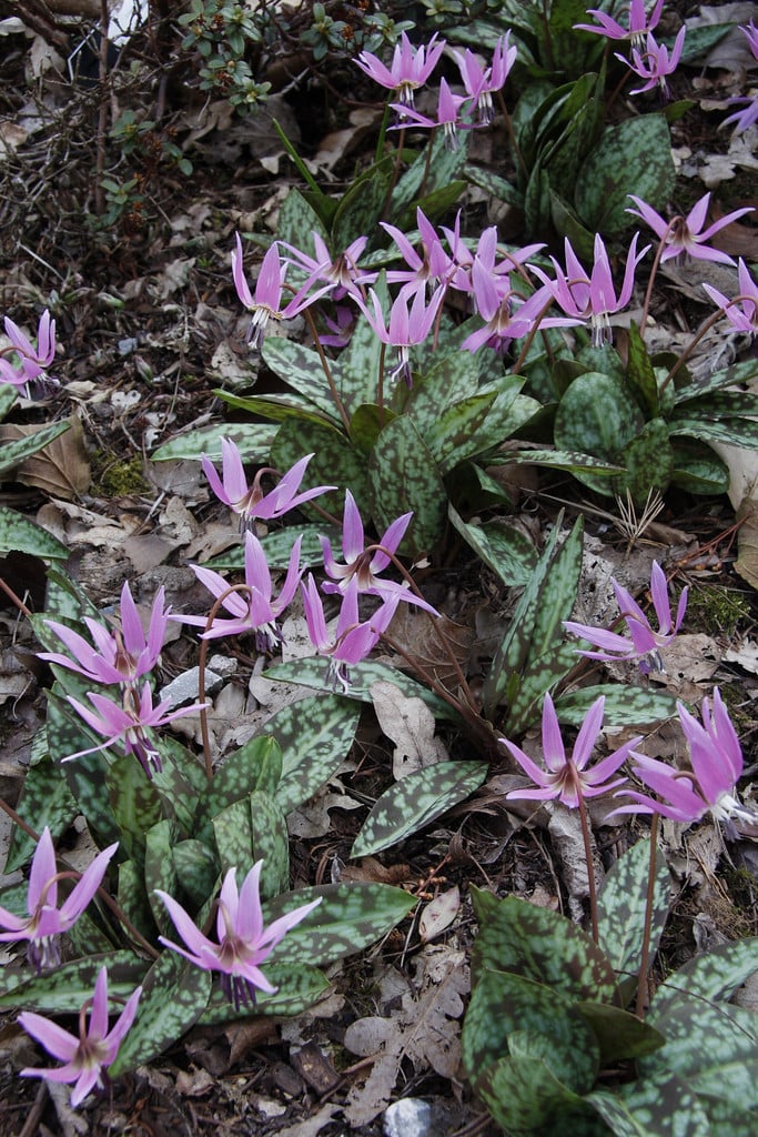 dog's tooth violet 'Purple King'