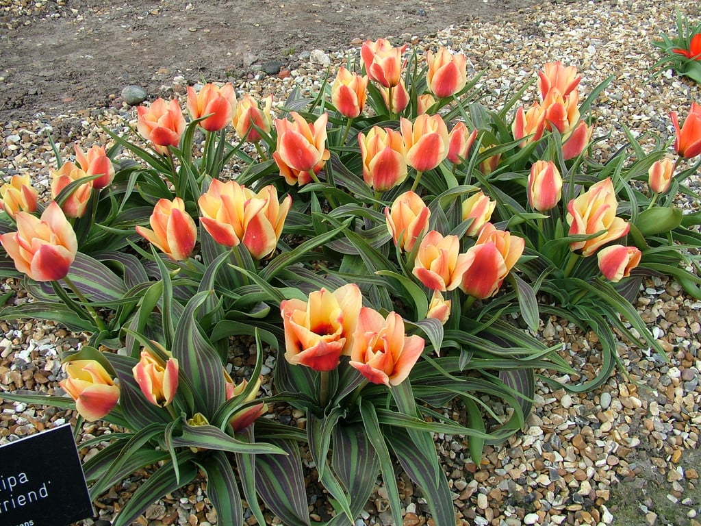 tulip 'Girlfriend'