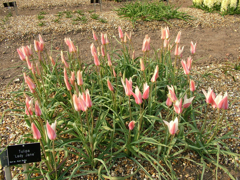 tulip 'Lady Jane'