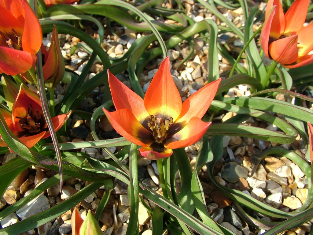 Tulipa &Little Princess& (15) | tulip &Little Princess& Bulbs/RHS Gardening