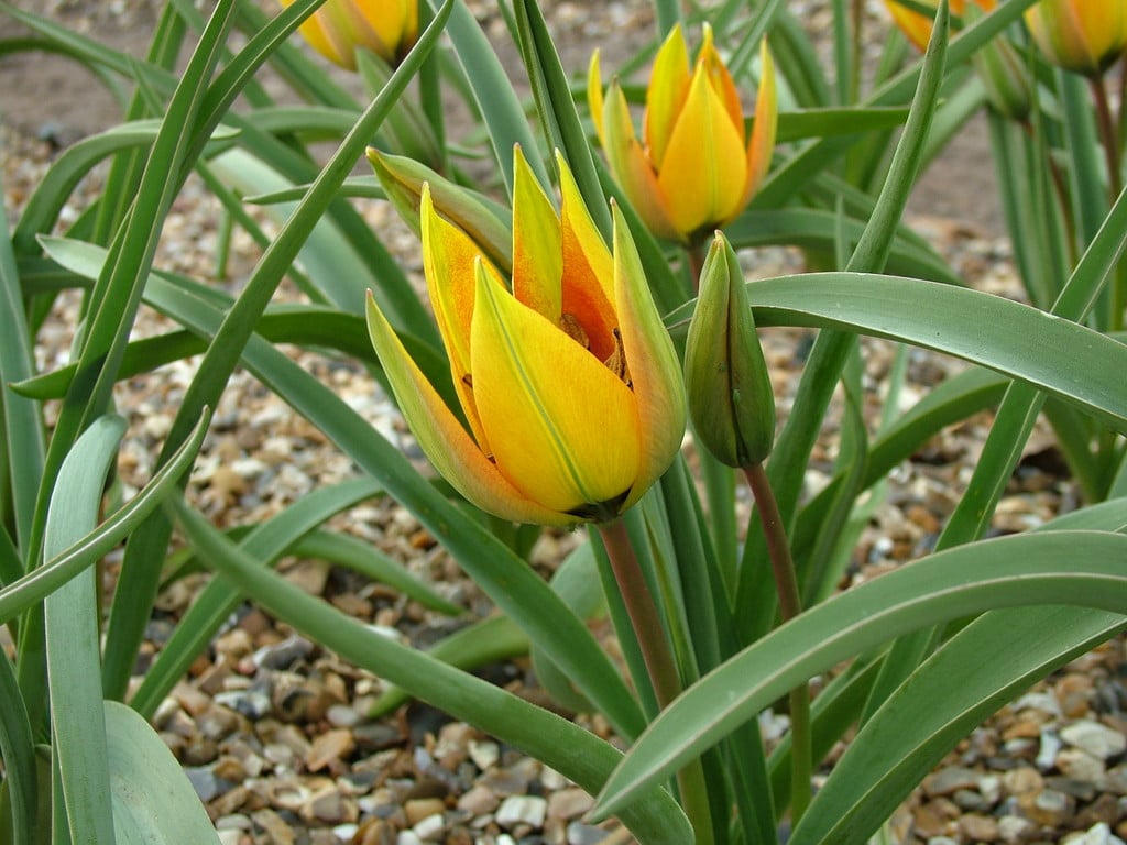 Tulipa orphanidea (Whittallii Group) &Major& (15) | tulip &Major& Bulbs ...