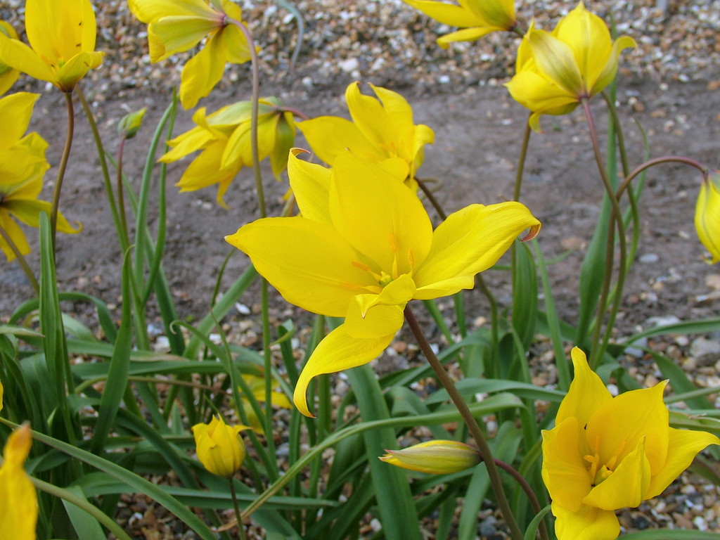 wild tulip