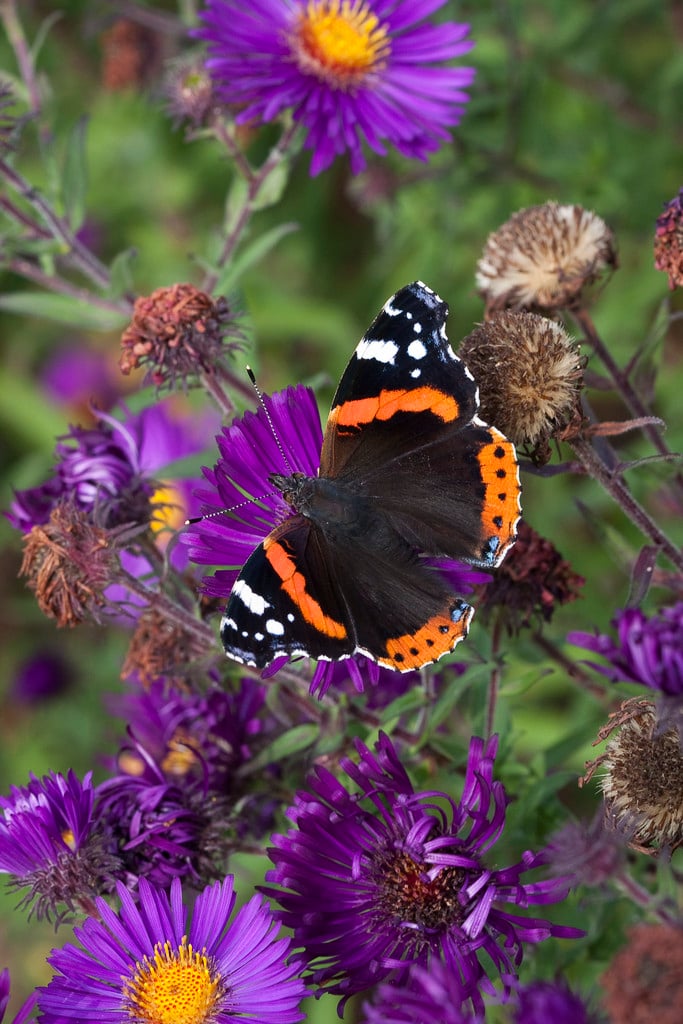 New England aster 'Violetta'