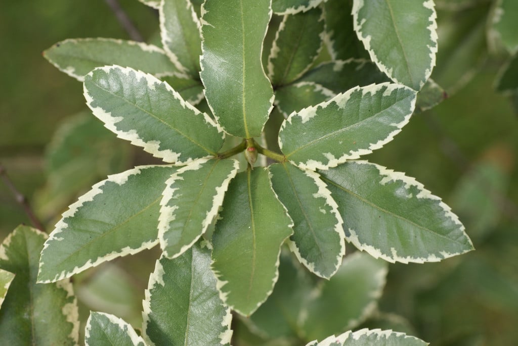Eucryphia × nymansensis &Nymans Silver& (v) | Nymans eucryphia &Nymans ...