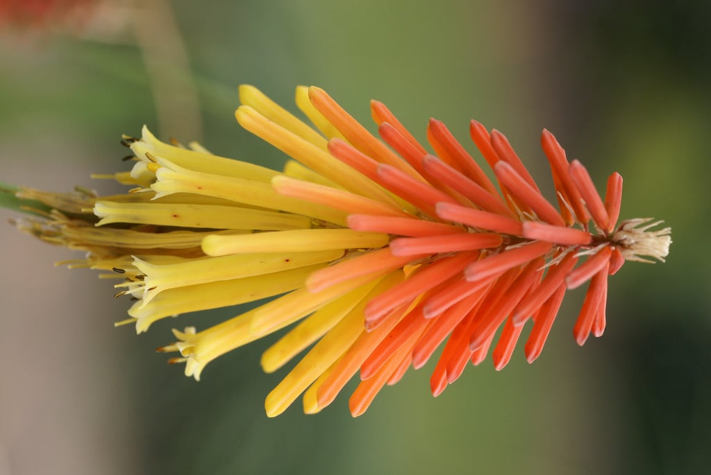 red-hot poker 'Bressingham Comet'