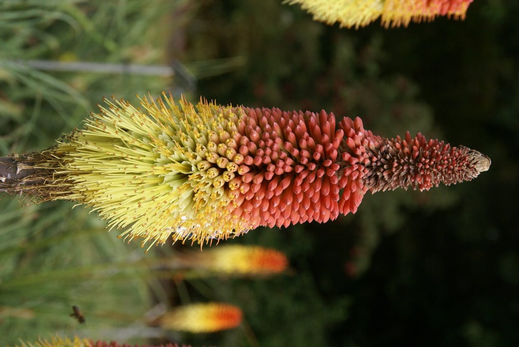 caulescent red-hot poker 'John May'