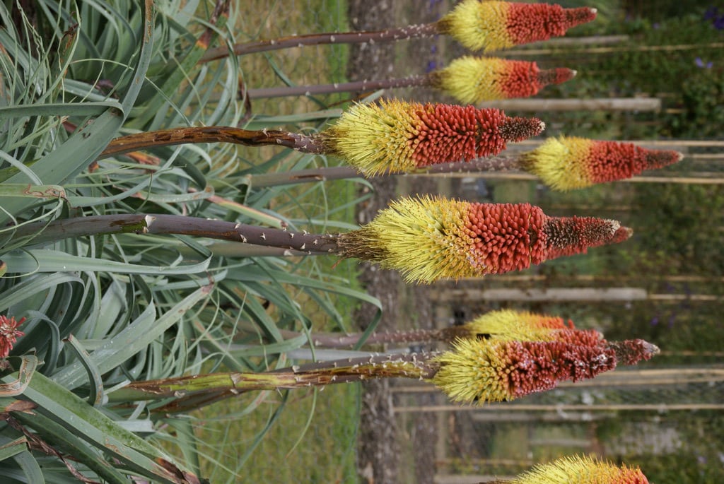 caulescent red-hot poker 'John May'