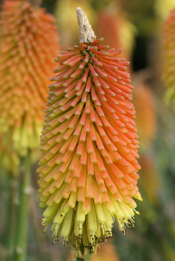 narrow-leaved red-hot poker