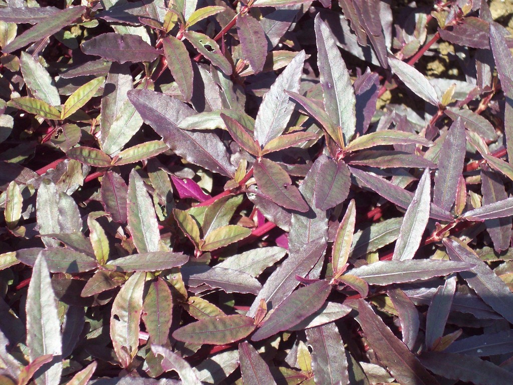 joyweed 'Royal Tapestry'