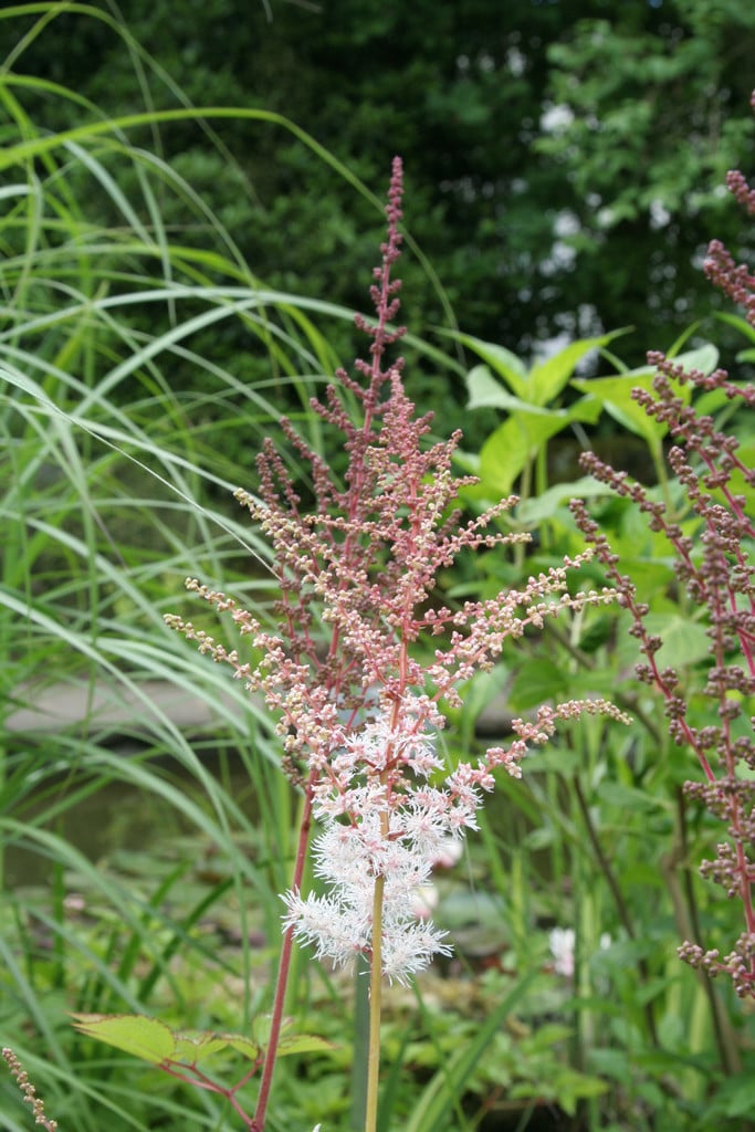 many-flowered waterside astilbe