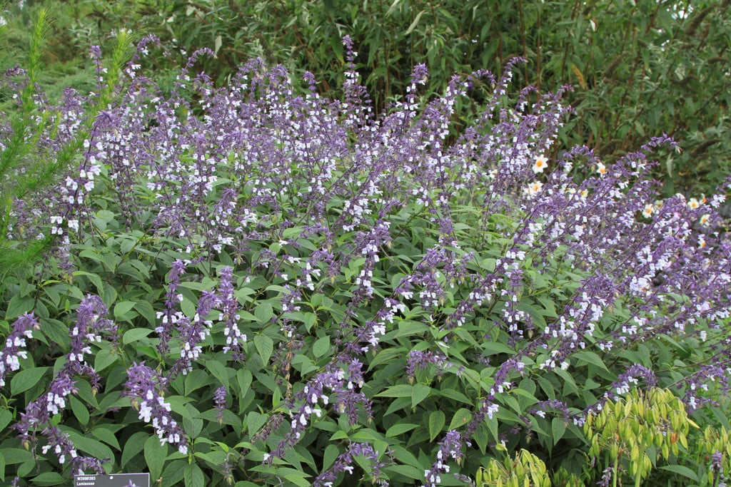 sage 'Phyllis' Fancy'