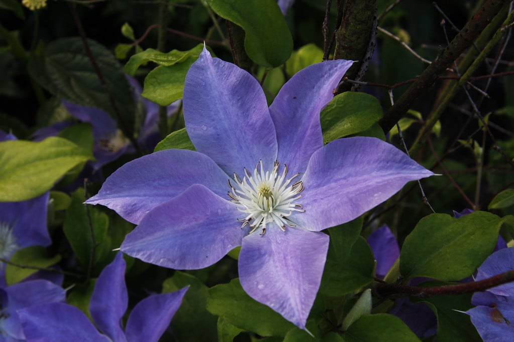 clematis [Diana's Delight]