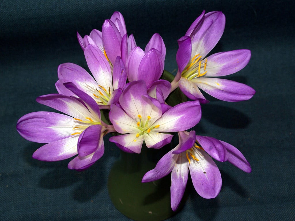 meadow saffron 'Dick Trotter'