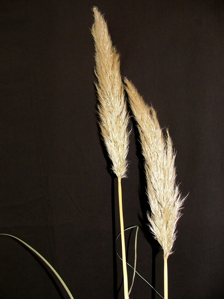 pampas grass [Silver Feather]