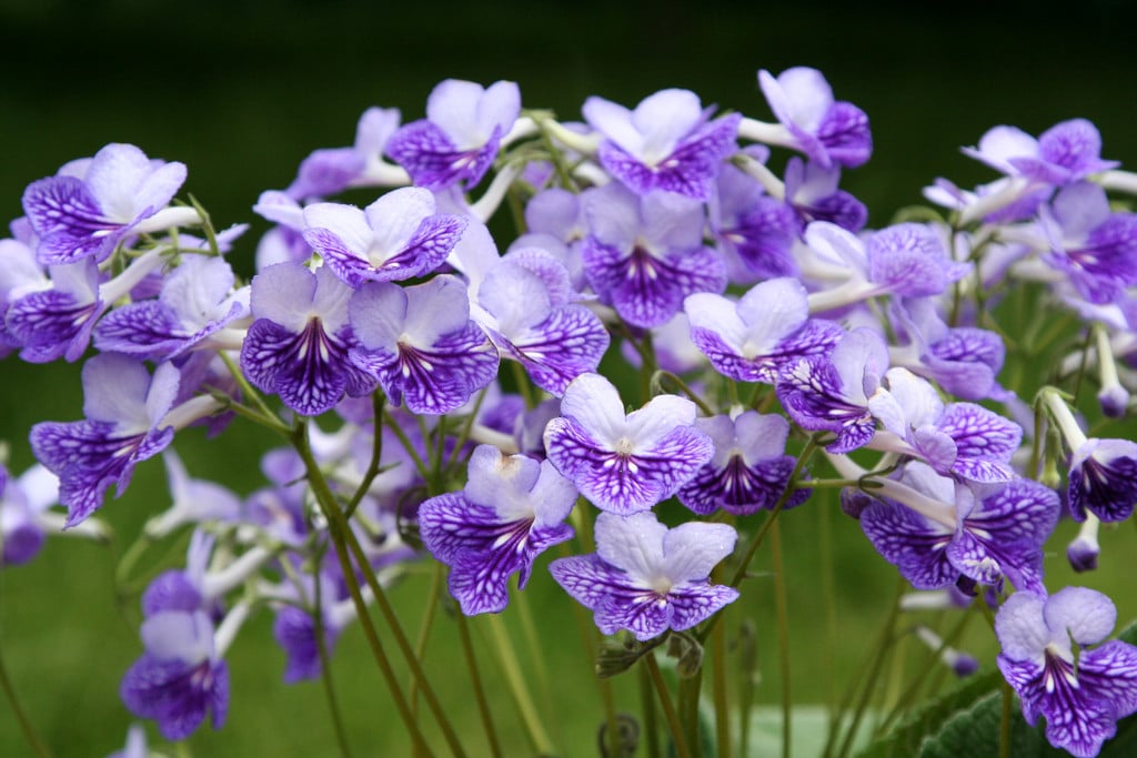 Cape primrose 'Frosty Diamond'