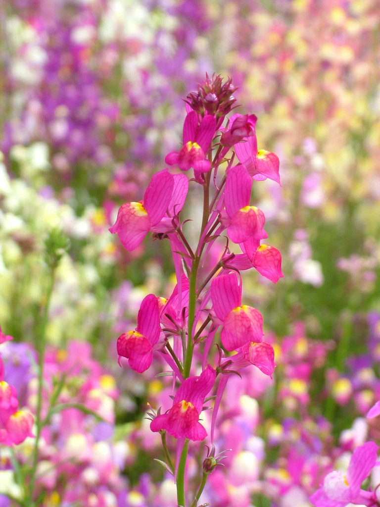 toadflax Fairy Bouquet Group