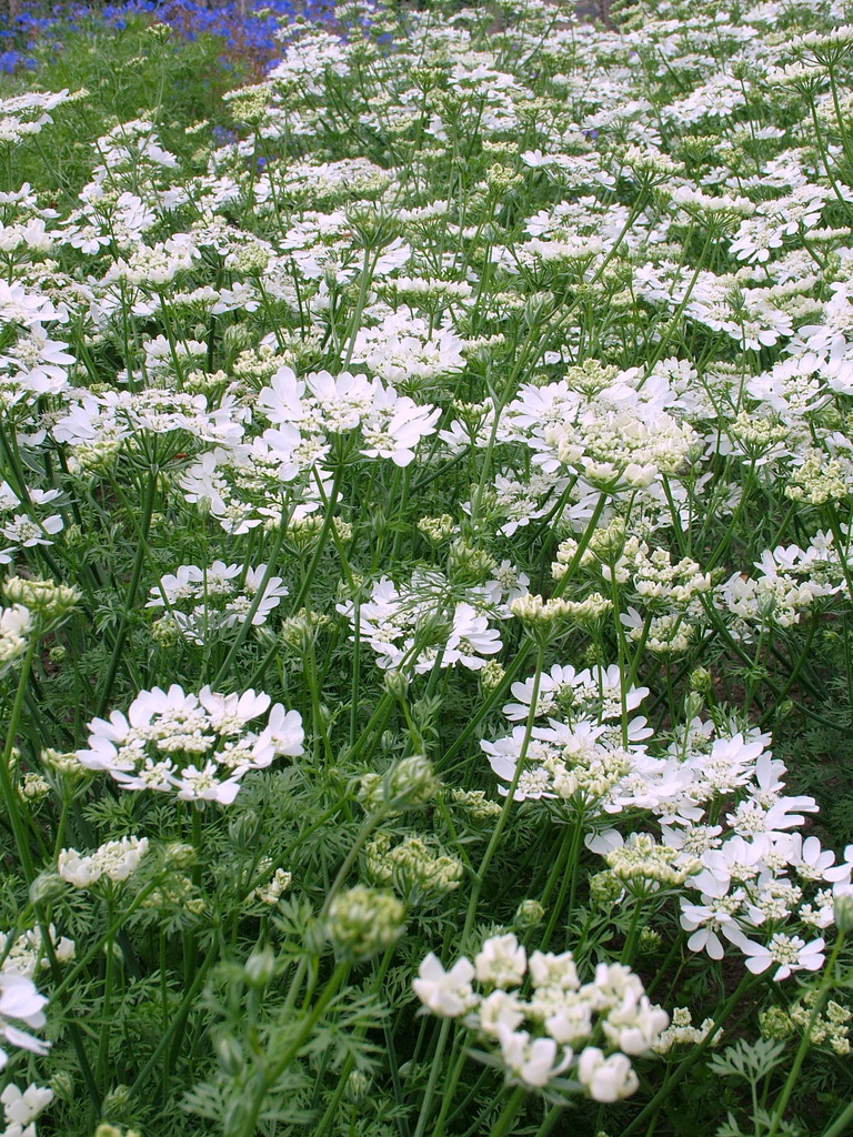 white laceflower