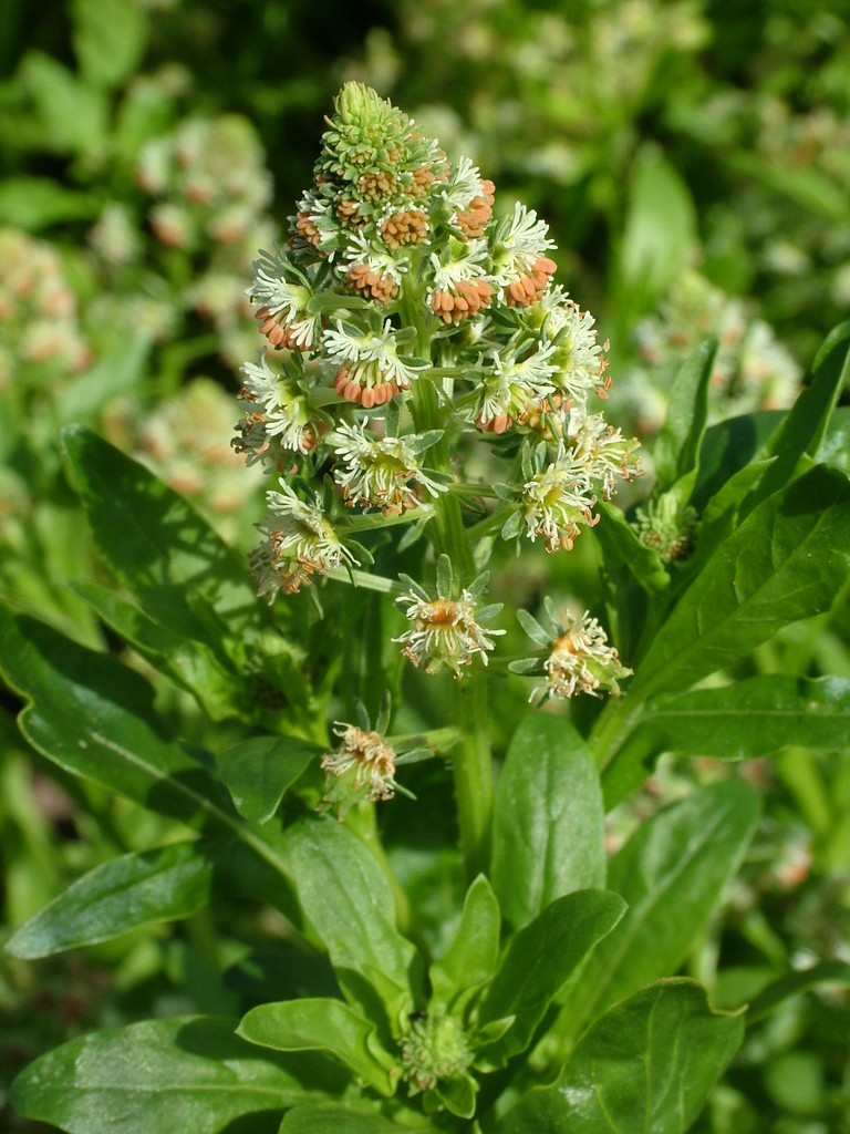 garden mignonette