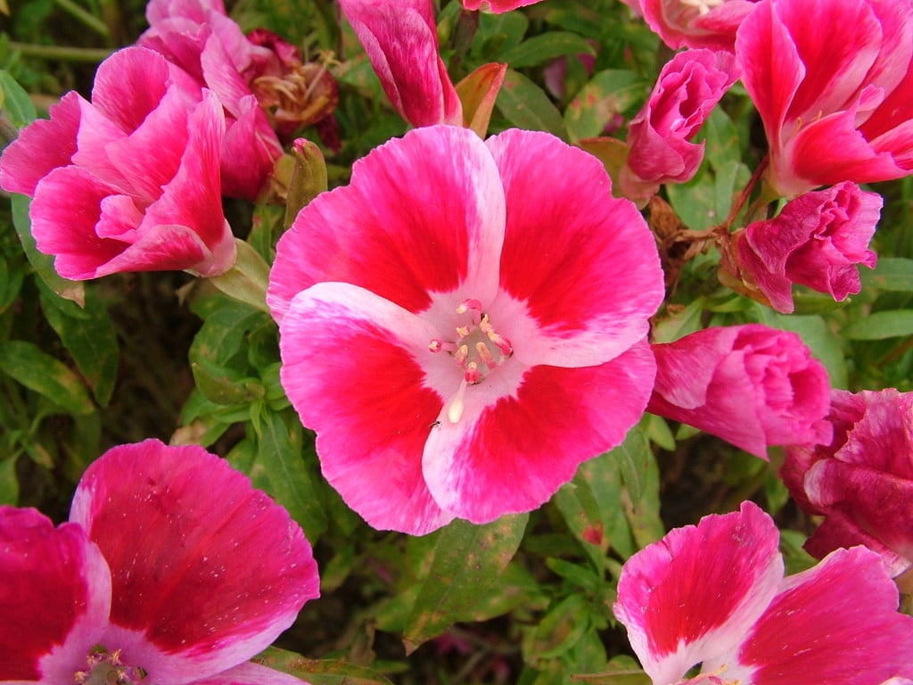 godetia grandiflora