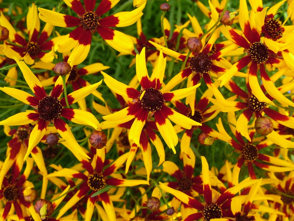 mardi gras coreopsis