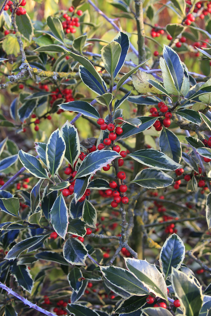 holly 'Handsworth New Silver'