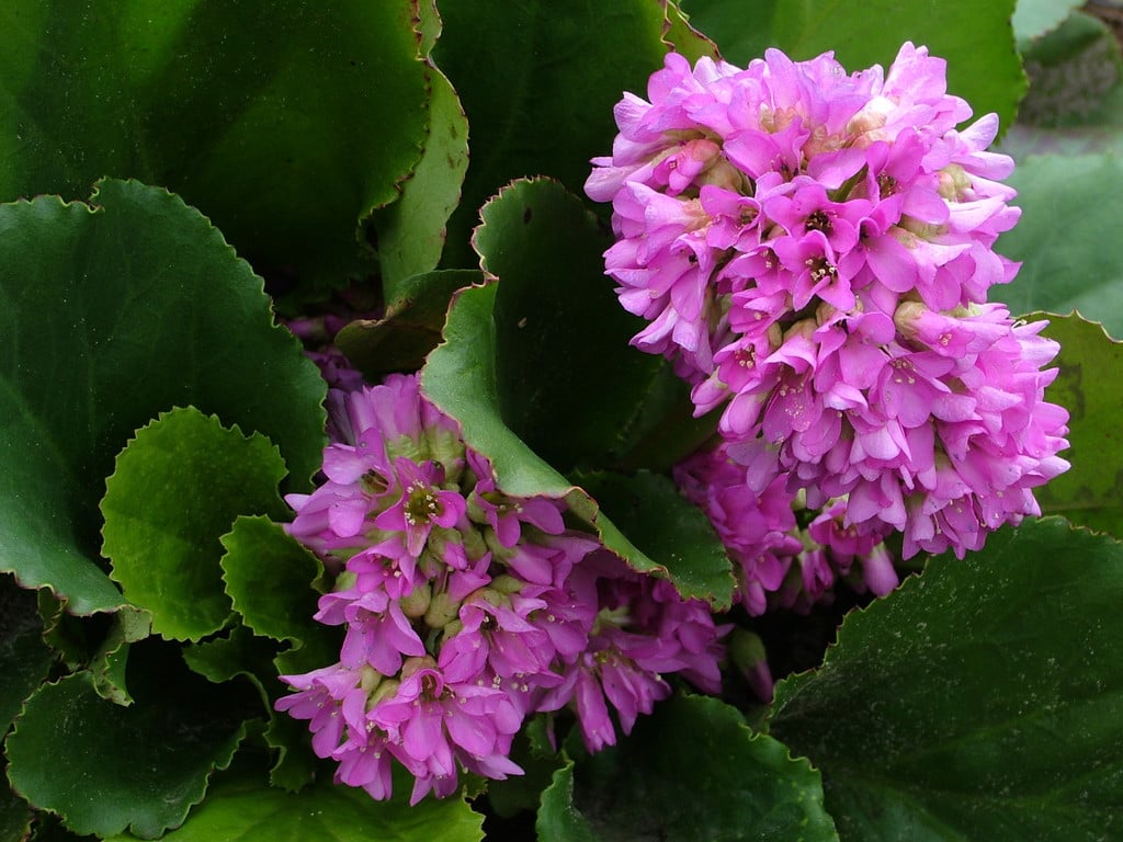elephant's ears 'Rietheim'