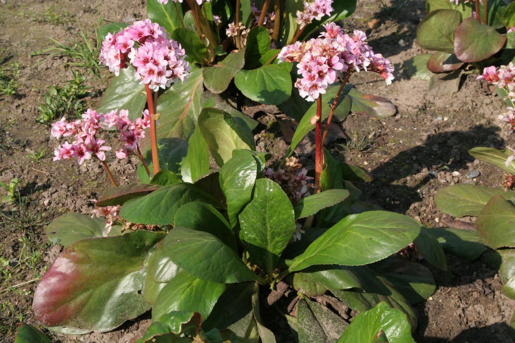 elephant's ears 'Britten'