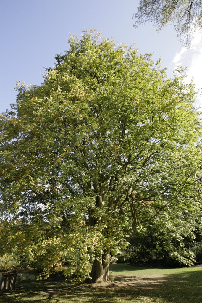 Zelkova crenata | Caucasian elm Trees/RHS Gardening