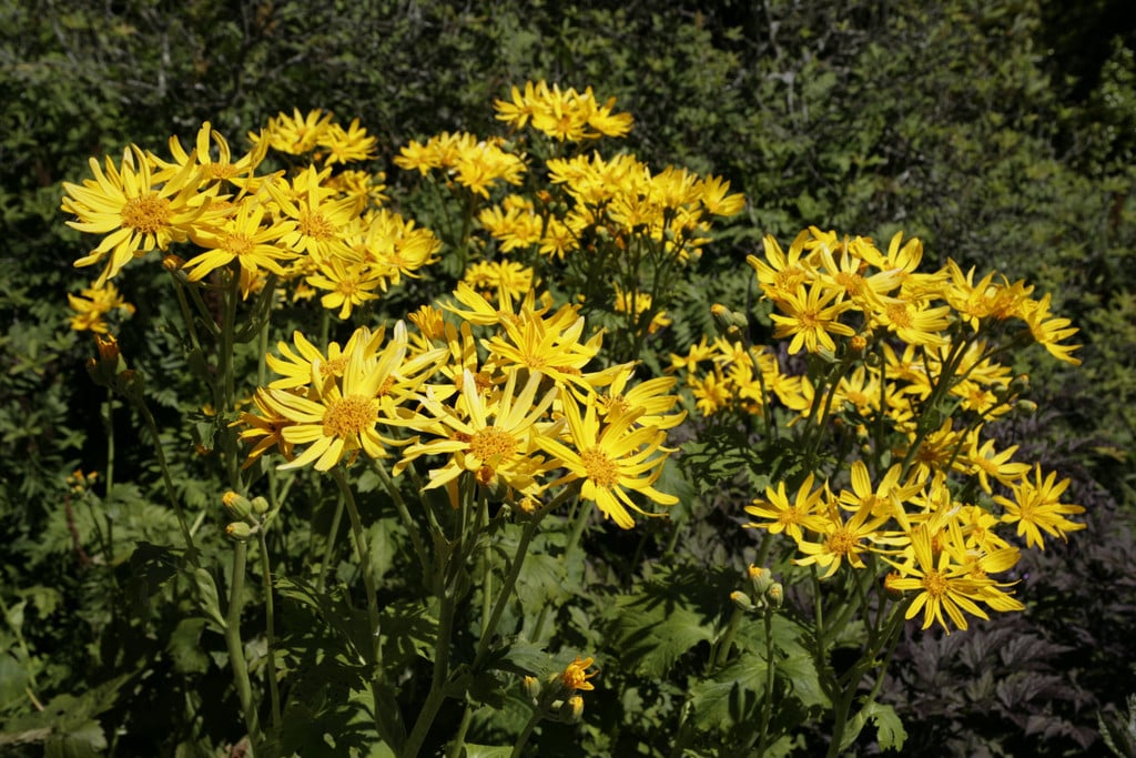 leopard plant 'Palmatiloba'