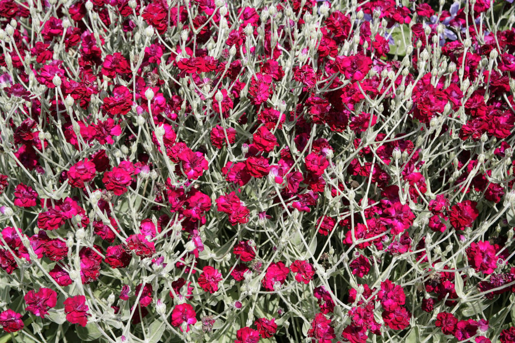rose campion [Gardeners' World'