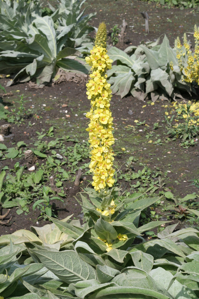 yellow mullein